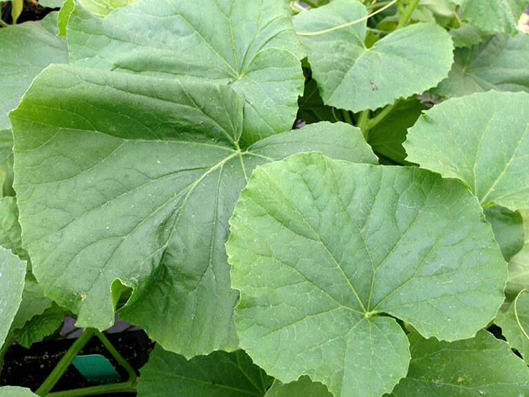 melon leaves identification